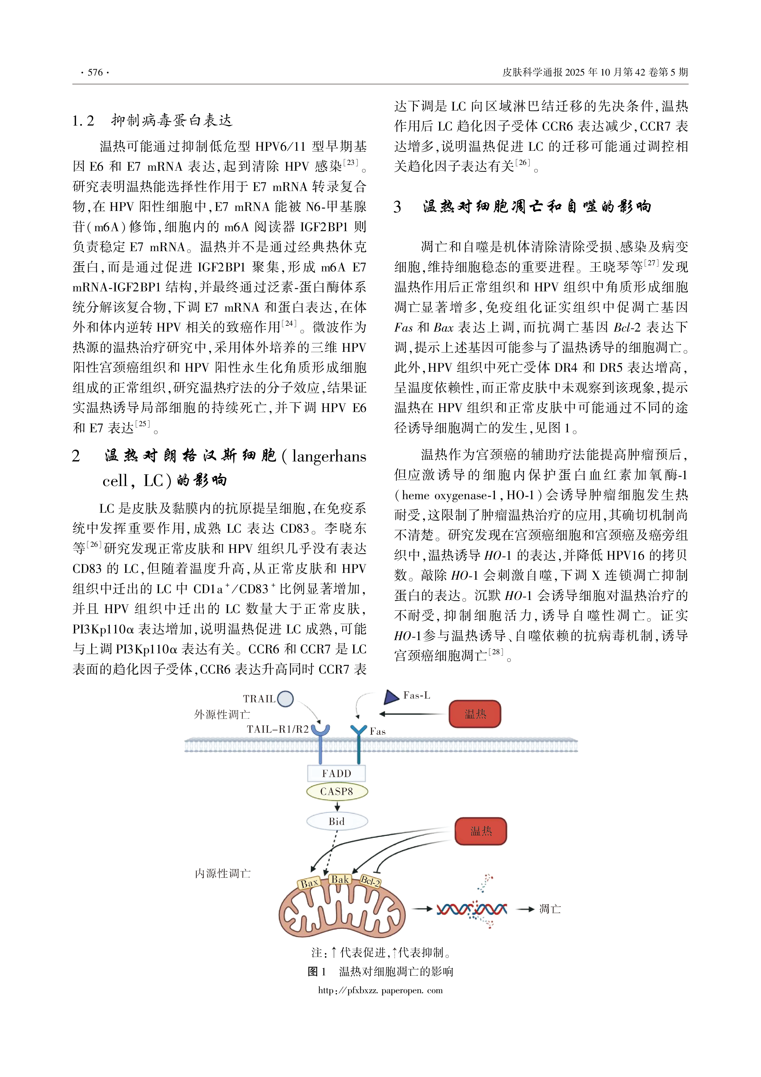 温热诱导免疫应答在HPV感染中的作用机制-3.png