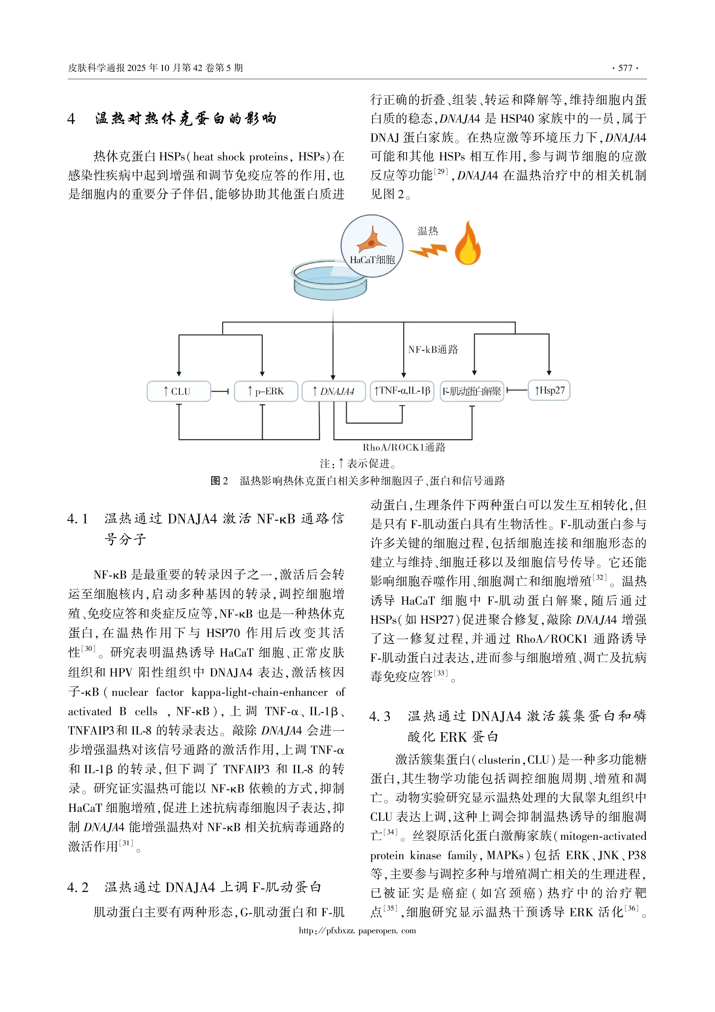温热诱导免疫应答在HPV感染中的作用机制-4.png