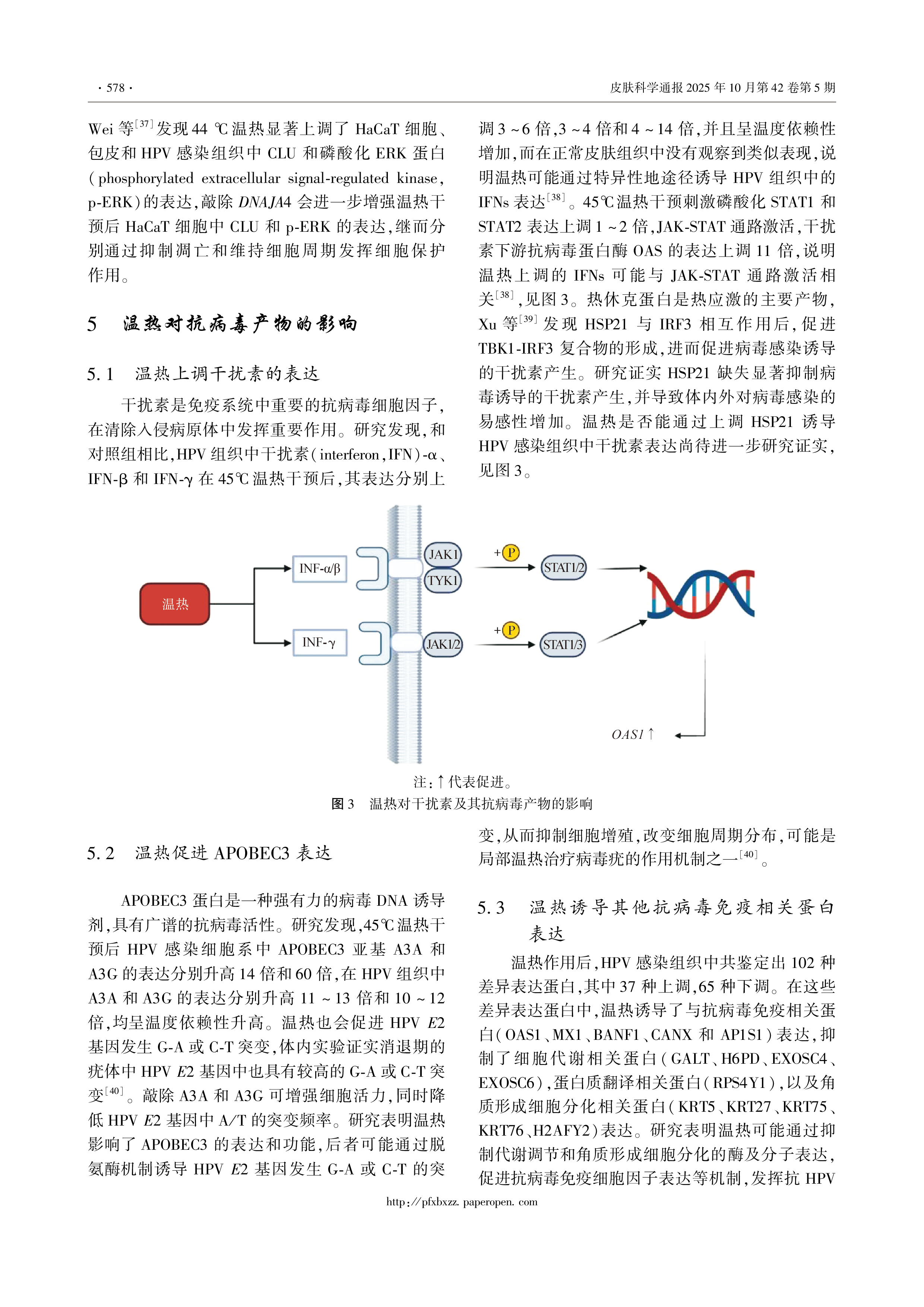 温热诱导免疫应答在HPV感染中的作用机制-5.png